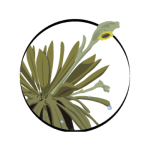 corpoboyaca
